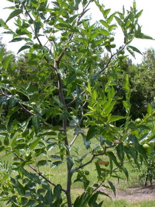 Фрукт унаби полезность. Происхождение 15