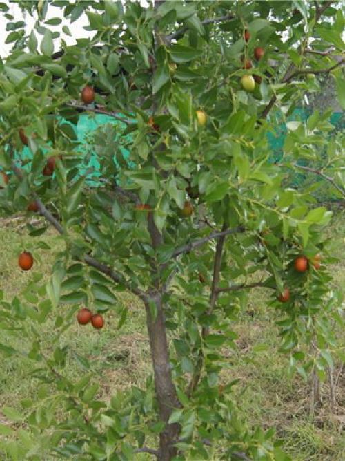 Фрукт унаби полезность. Происхождение 11