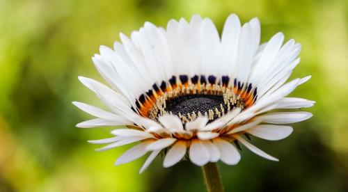 Однолетние цветы для дачи на все лето. Неприхотливые однолетники цветущие все лето — фото с названиями 10 Однолетние цветы для дачи на все лето. Неприхотливые однолетники цветущие все лето — фото с названиями 10