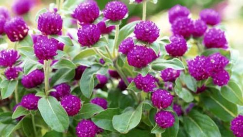 Однолетние цветы для дачи на все лето. Неприхотливые однолетники цветущие все лето — фото с названиями 12 Однолетние цветы для дачи на все лето. Неприхотливые однолетники цветущие все лето — фото с названиями 12