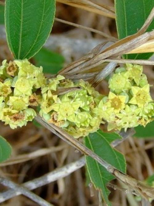 Фрукт унаби полезность. Происхождение 10