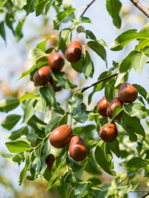 Фрукт унаби полезность. Происхождение 12