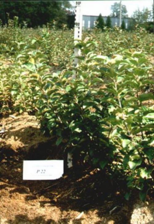 Как выбрать подходящий карликовый подвой для яблони. ТИПЫ ПОДВОЕВ И ХАРАКТЕРИСТИКА ИХ БИОЛОГИЧЕСКИХ ОСОБЕННОСТЕЙ