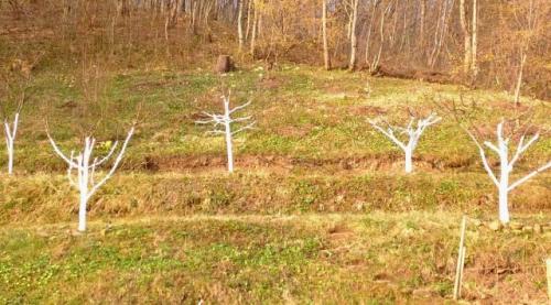 Как стимулировать плодоношение карликовых подвоев для яблони. Какие бывают подвои?