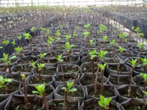 Какие виды яблони лучше всего подходят для карликовых подвоев. Преимущества и недостатки карликовых деревьев