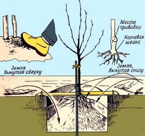 Как часто нужно ухаживать за карликовым подвоем для яблони. Посадка карликовой яблони осенью