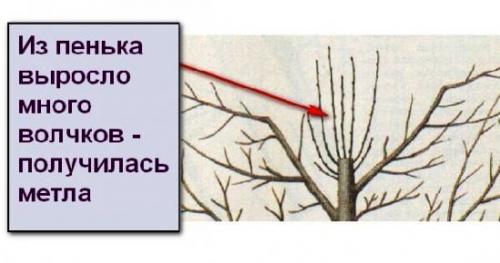 Обрезка яблони с двумя стволами. Постепенное экстенсивное снижение