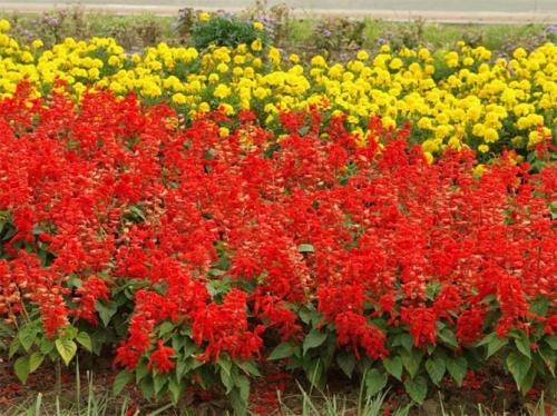 Однолетние цветы низкорослые. Цветущие все лето низкорослые цветы для клумбы, фото и названия