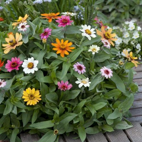 Новые однолетние цветы. Лучшие однолетние цветы — неприхотливо односезонные цветы украшают ваш сад весь теплый сезон