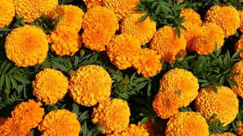 Новые однолетние цветы. Лучшие однолетние цветы — неприхотливо односезонные цветы украшают ваш сад весь теплый сезон