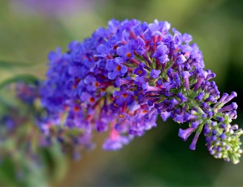 Морозостойкие многолетники цветущие все лето. Декоративные зимостойкие кустарники цветущие все лето