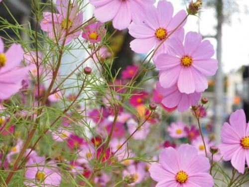 Новые однолетние цветы. Лучшие однолетние цветы — неприхотливо односезонные цветы украшают ваш сад весь теплый сезон