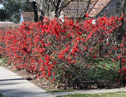Морозостойкие многолетники цветущие все лето. Декоративные зимостойкие кустарники цветущие все лето