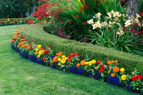 Однолетние цветы низкорослые. Цветущие все лето низкорослые цветы для клумбы, фото и названия