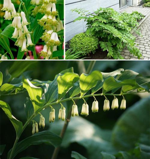 Неприхотливые многолетние цветы, цветущие все лето. Описание садовых многолетних цветов для дачи с названиями и фото