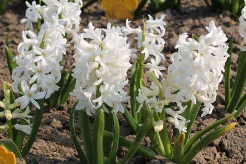 Белые однолетники цветущие все лето. Белые цветы: названия, фото и описания (каталог)