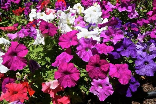 Новые однолетние цветы. Лучшие однолетние цветы — неприхотливо односезонные цветы украшают ваш сад весь теплый сезон