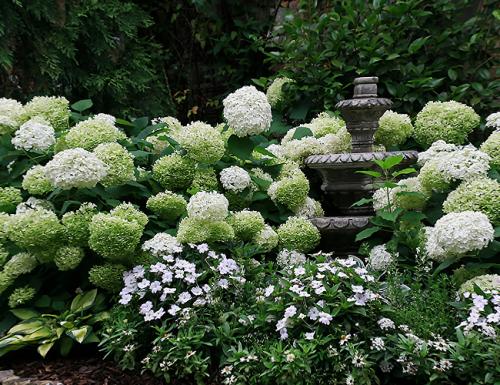 Морозостойкие многолетники цветущие все лето. Декоративные зимостойкие кустарники цветущие все лето