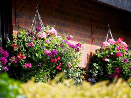 Новые однолетние цветы. Лучшие однолетние цветы — неприхотливо односезонные цветы украшают ваш сад весь теплый сезон