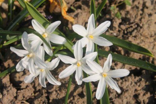 Белые однолетники цветущие все лето. Белые цветы: названия, фото и описания (каталог)