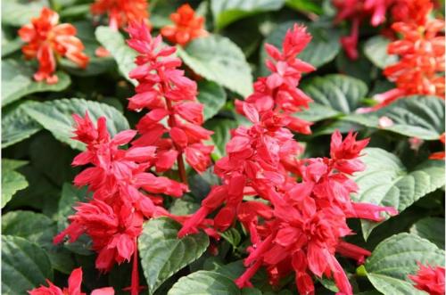 Однолетние цветы низкорослые. Цветущие все лето низкорослые цветы для клумбы, фото и названия