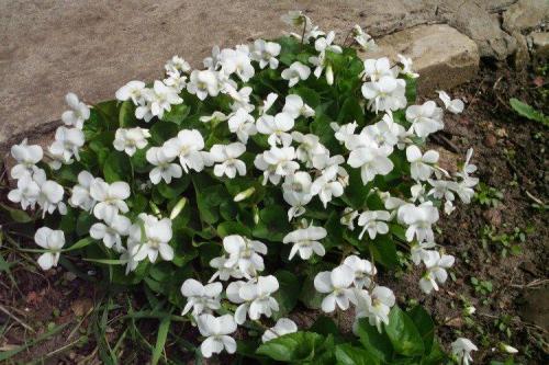 Белые однолетники цветущие все лето. Белые цветы: названия, фото и описания (каталог)