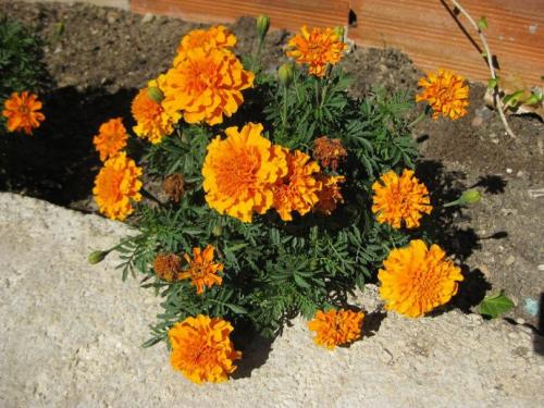 Новые однолетние цветы. Лучшие однолетние цветы — неприхотливо односезонные цветы украшают ваш сад весь теплый сезон