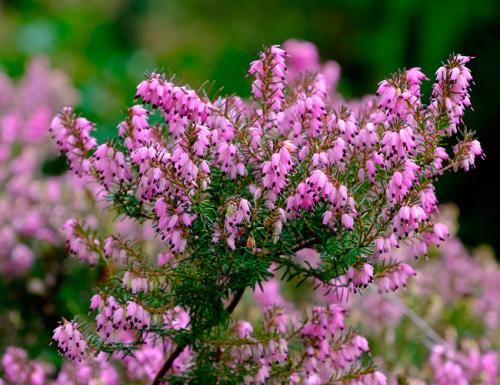 Морозостойкие многолетники цветущие все лето. Декоративные зимостойкие кустарники цветущие все лето