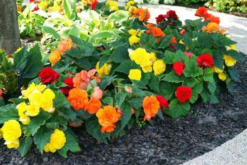 Однолетние цветы низкорослые. Цветущие все лето низкорослые цветы для клумбы, фото и названия