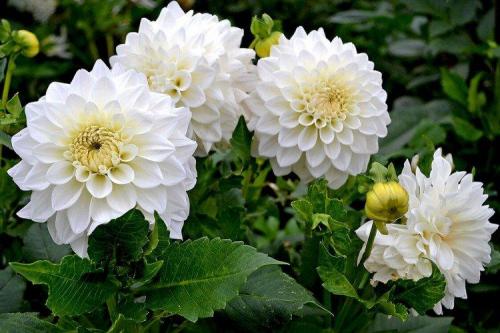 Белые однолетники цветущие все лето. Белые цветы: названия, фото и описания (каталог)