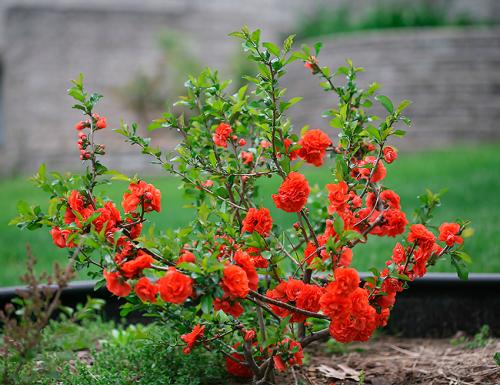 Морозостойкие многолетники цветущие все лето. Декоративные зимостойкие кустарники цветущие все лето