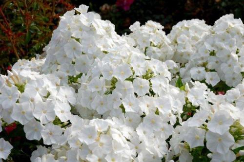 Белые однолетники цветущие все лето. Белые цветы: названия, фото и описания (каталог)