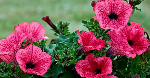 Морозостойкие многолетники цветущие все лето. Декоративные зимостойкие кустарники цветущие все лето