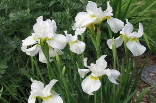 Белые однолетники цветущие все лето. Белые цветы: названия, фото и описания (каталог)