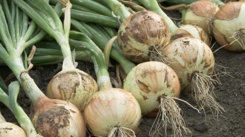 Как правильно чистить и резать лук после уборки. Зачем обрезать лук, и как правильно это сделать для хранения на зиму