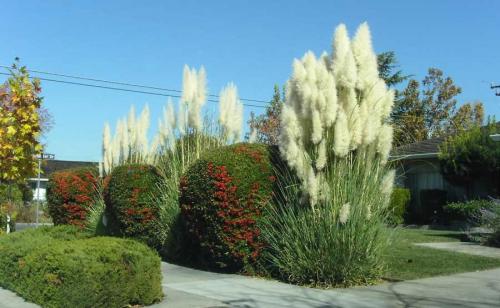 Кортадерия в ландшафтном дизайне. Кортадерия: выращивание и уход