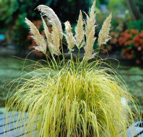 Кортадерия серебристая. Сорта