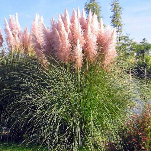 Кортадерия серебристая. Сорта