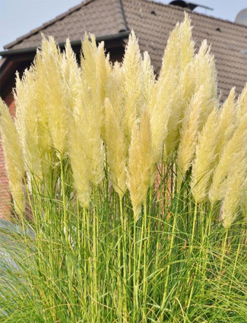 Кортадерия серебристая. Сорта