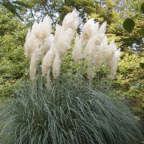 Кортадерия серебристая. Сорта