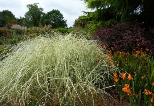 Кортадерия серебристая. Сорта