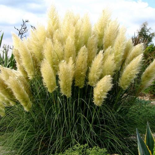 Кортадерия серебристая. Сорта