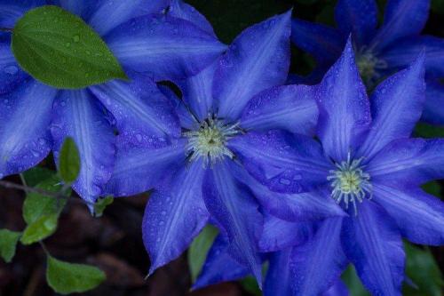 Какая культура цветет синим. Синие цветы: названия, фото и описания (каталог)