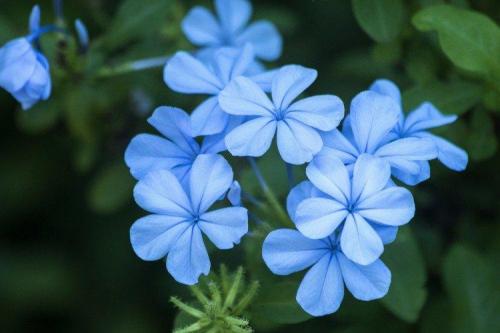 13 однолетников с синими и голубыми цветками. Голубые цветы: названия, фото и описания (каталог)