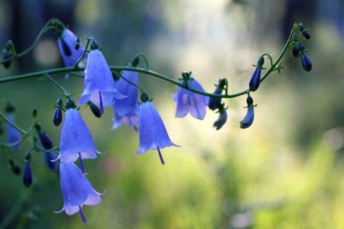 13 однолетников с синими и голубыми цветками. Голубые цветы: названия, фото и описания (каталог)
