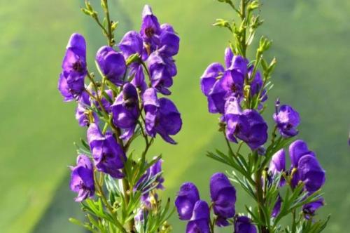 Кустарник с синими цветами. Топ-5 самых популярных синих цветов многолетников