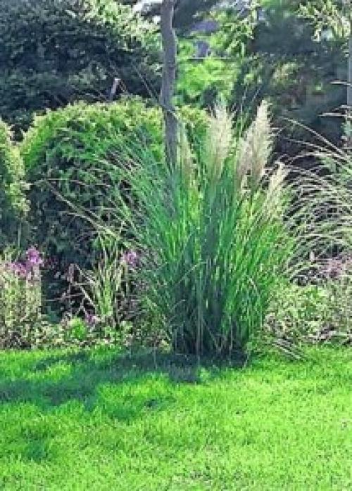 Пампасная ТРАВА в контейнере. Описание