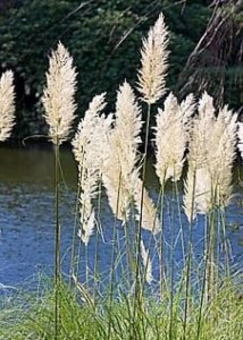 Пампасная ТРАВА в контейнере. Описание