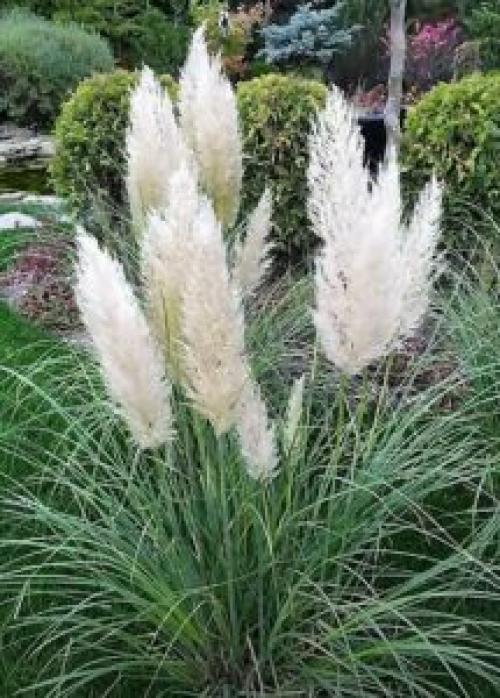 Пампасная ТРАВА в контейнере. Описание