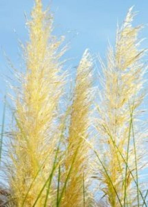 Пампасная ТРАВА в контейнере. Описание